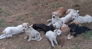 randagi in cerca di adozione