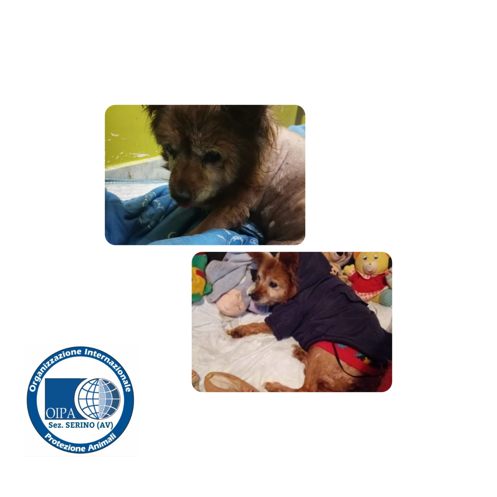 la storia di Piccolina