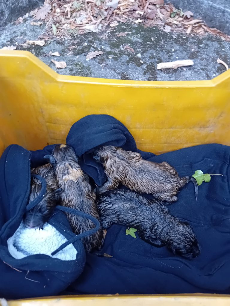 Cuccioli abbandonati in un castagneto a Serino (AV)