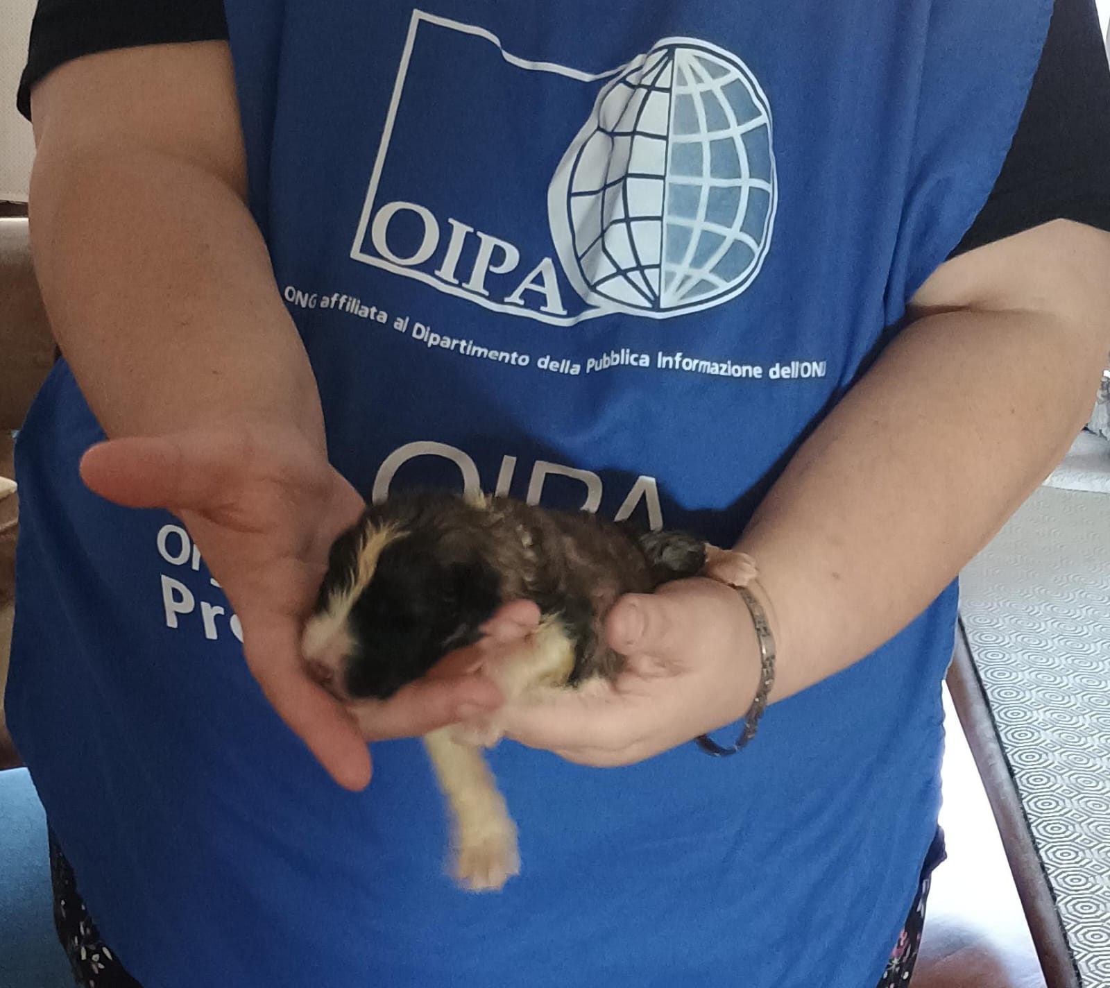 Cucciolo neonato orfano recuperato Oipa Serino